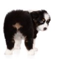 犬が『おしりを振っ…