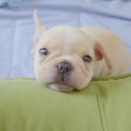 犬が『いびき』をか…
