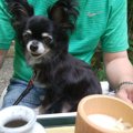 箱根の犬同伴可能な…