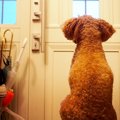 犬が玄関から離れな…