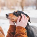 犬が飼い主に「撫で…