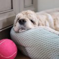 犬が好きとも嫌いと…