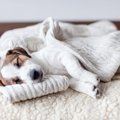 犬が寝ている時にし…