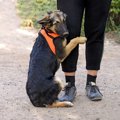 犬が『臆病な性格』…