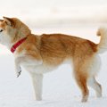 愛犬が『片足を浮か…