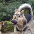 犬が喧嘩をしてしま…
