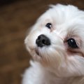 犬の涙やけに絶対し…