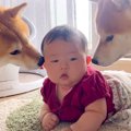 犬たちが『生後3ヵ月…