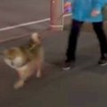 夜道を散歩する犬→他…
