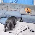 母犬が亡くなる26時…