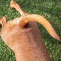 犬が尻尾を触られた…