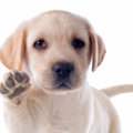 子犬が亡くなってし…