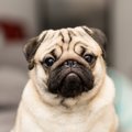 犬が緊張する４つの…