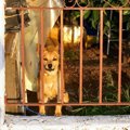 愛犬のお留守番のス…