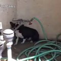 隅っこで怯えて震え…