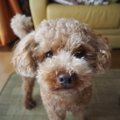 叱った時の態度でわ…