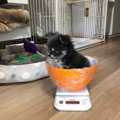 ちょこんとお座り♡チ…