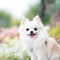 犬が『褒められた』…