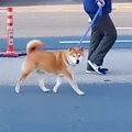 犬の散歩中に『待ち…