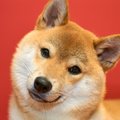 柴犬は小型犬？中型…