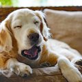 犬が『睡眠不足』に…