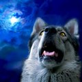 犬は夜行性ではない…