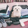 愛犬と一緒に海外へ…