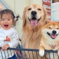 ホームセンターでお…