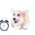 犬は『今何時か』を…