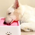 大型犬が水を飲んで…