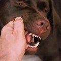 知っておきたい『犬…