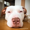 犬の『匂い嗅ぎ行動…