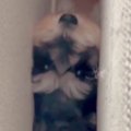 犬が家の中で行方不…