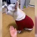 犬に『お手』と言い…