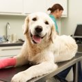 犬が『関節』にトラ…