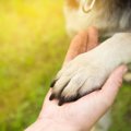 愛犬が亡くなったら……