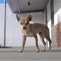 とても怖がりな犬を…