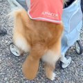 新しい『犬のカート…