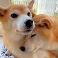 『年老いた母犬』が…