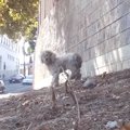高速道路の脇をうろ…