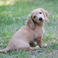 年齢別にみる犬の最…