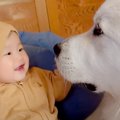 超大型犬に『赤ちゃ…