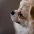 犬を飼いたい！家に迎える前に知っておいてほしいこと