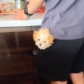 ポケットに入る子犬…