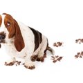 犬が叱られている最…
