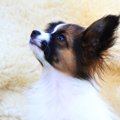 特定の犬種を対象に…