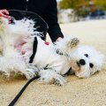 人間に慣れた愛犬が…