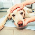 迷い犬を見つけたら…