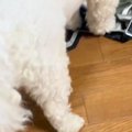 やけに静かな犬→『お…