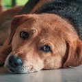 犬が『クッシング症…